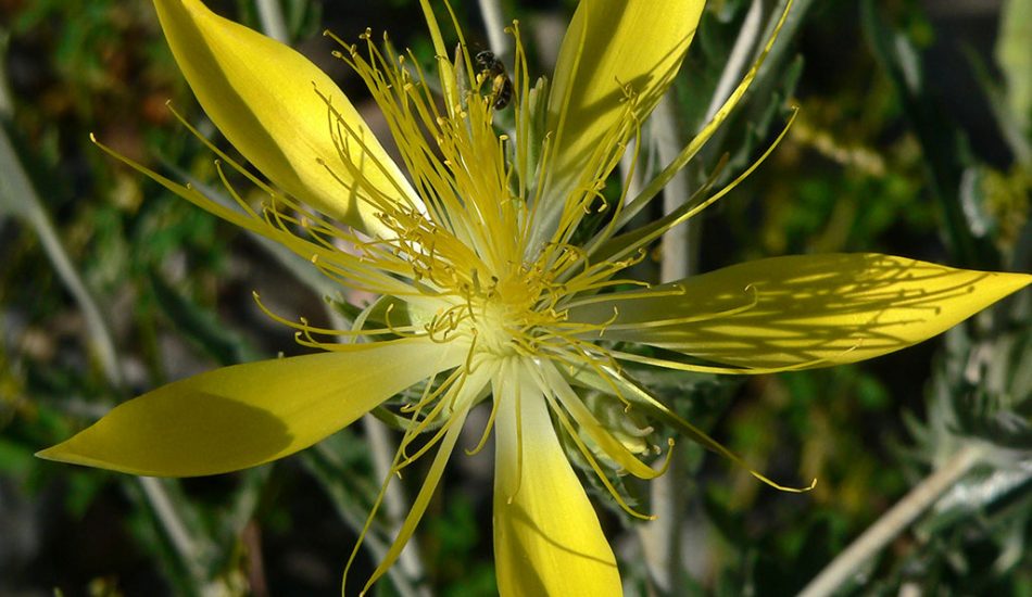 Desert-Tour-gallery-image Desert-Tour-gallery-image