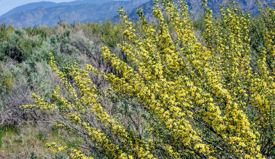 Desert-Tour-gallery-image7 Desert-Tour-gallery-image7