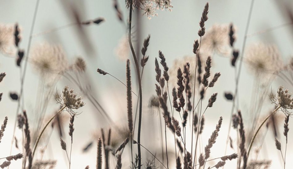 Okanagan-hero-pic Okanagan-hero-pic