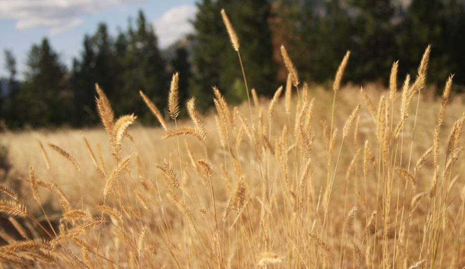 Vaseux-Lake-gallery-image1 Vaseux-Lake-gallery-image1