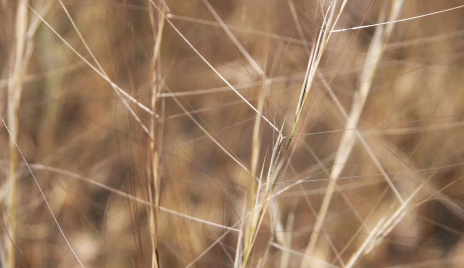 Vaseux-Lake-gallery-image2 Vaseux-Lake-gallery-image2