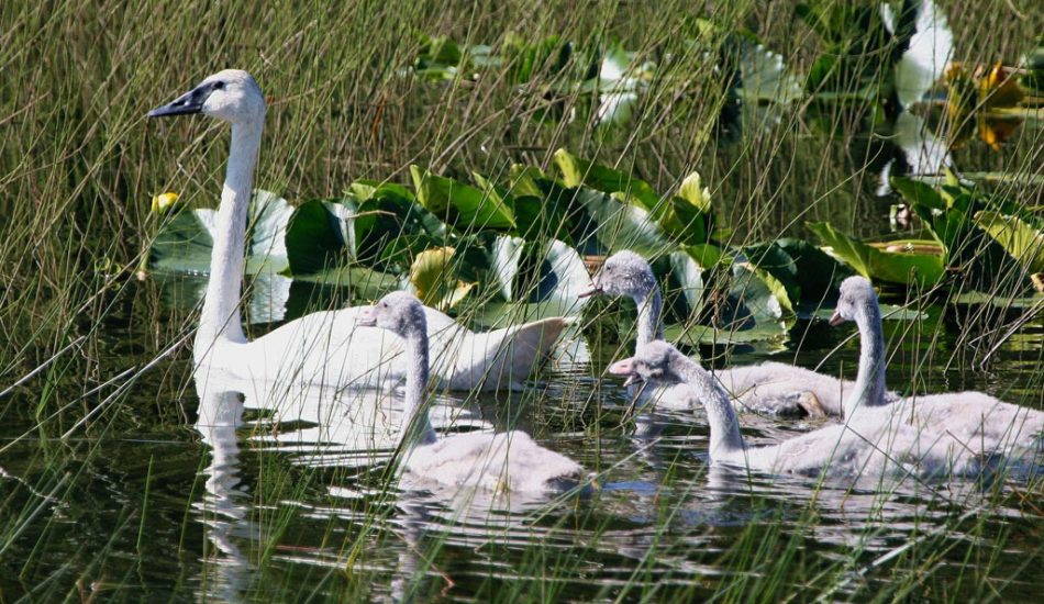 Vaseux-Lake-gallery-image4 Vaseux-Lake-gallery-image4