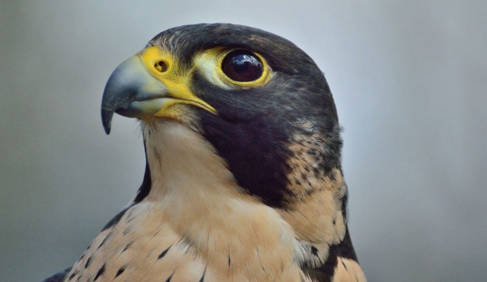 Vaseux-Lake-gallery-image6 Vaseux-Lake-gallery-image6