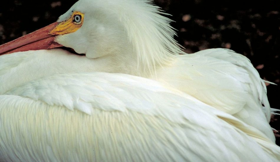 Vaseux-Lake-gallery-image7 Vaseux-Lake-gallery-image7