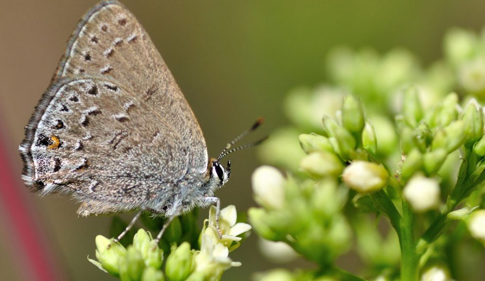Vaseux-Lake-gallery-image9 Vaseux-Lake-gallery-image9
