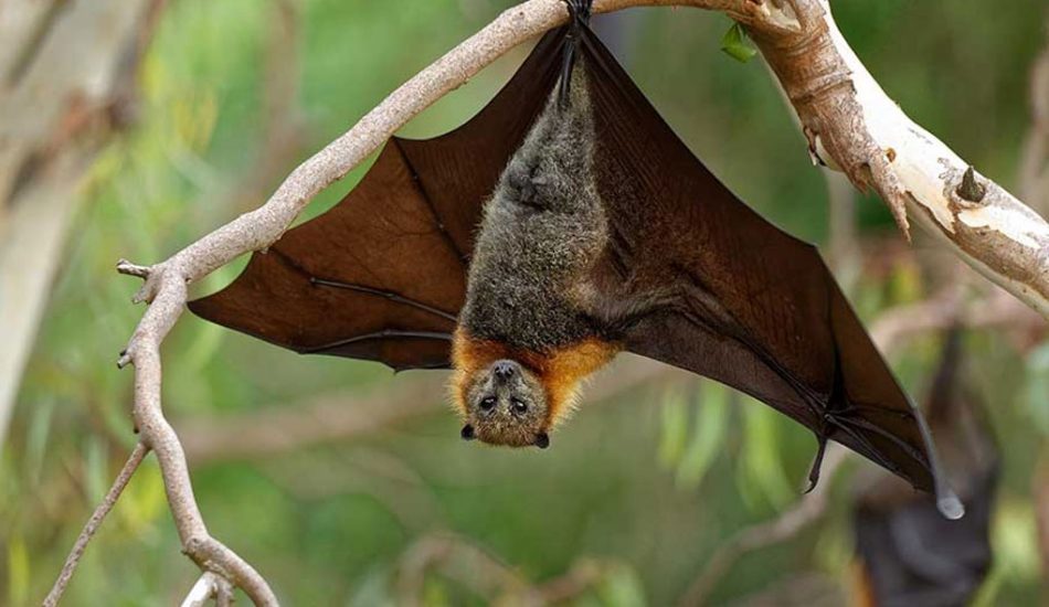 bat-tour-image-gallery1 bat-tour-image-gallery1