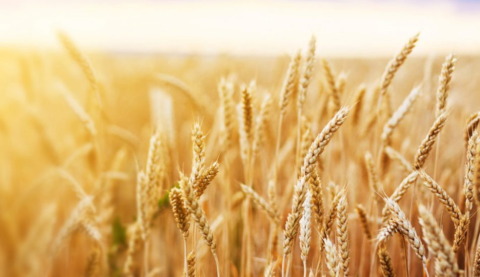 desert-hero desert-hero