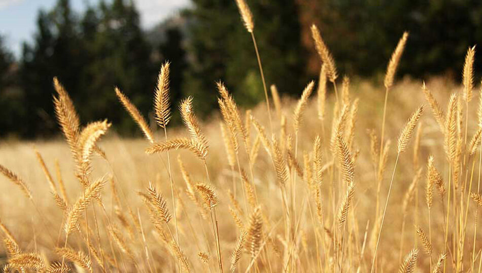 example-pic example-pic