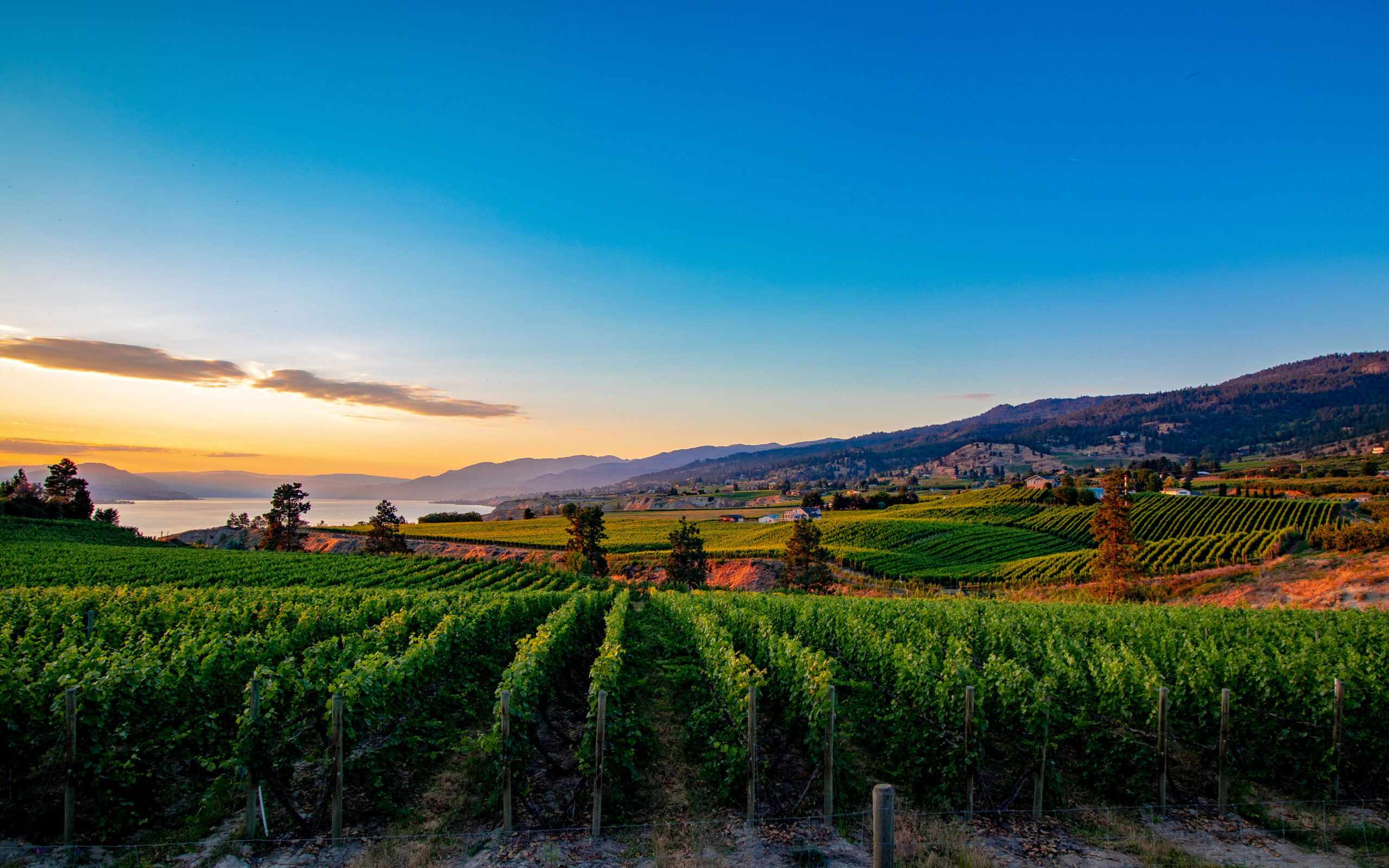 Revealing the Distinctive Charms of Okanagan Wines