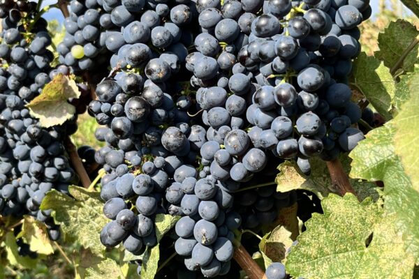 Deep Roots Gamay Noir Berries 1 Day before Harvest Sept. 30_2025 Deep Roots Gamay Noir Berries 1 Day before Harvest Sept. 30_2025