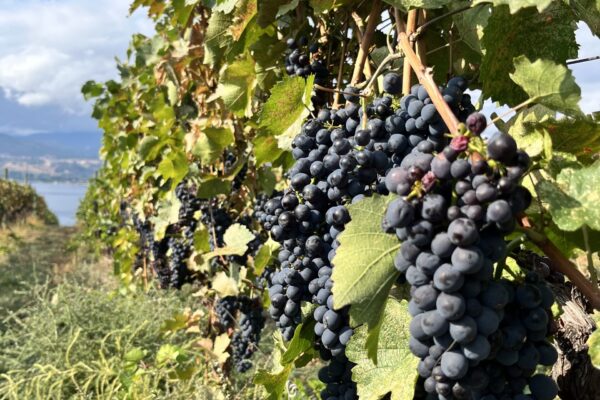 Deep Roots Gamay Noir Vines 1 Day before Harvest Sept. 30_2025 Deep Roots Gamay Noir Vines 1 Day before Harvest Sept. 30_2025