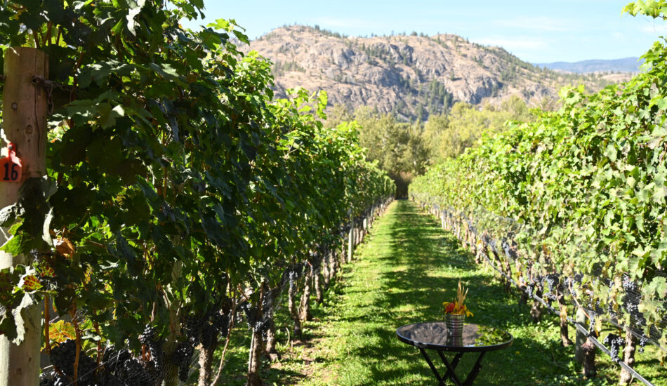 River Stone Cab Franc FALL Berries Oct 3_2025 River Stone Cab Franc FALL Berries Oct 3_2025