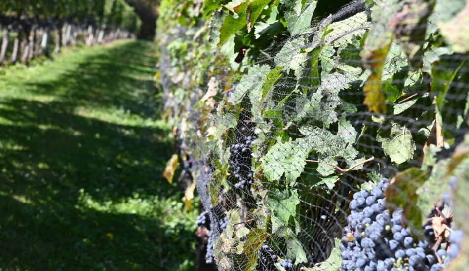 River Stone Cab Franc FALL Vineyard Row Oct 3_2025 River Stone Cab Franc FALL Vineyard Row Oct 3_2025